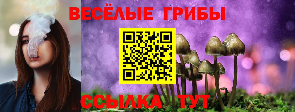 Псилоцибиновые грибы Psilocybe Берёзовский